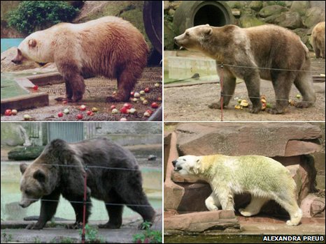 _46634012_bearlineupwalking4.jpg