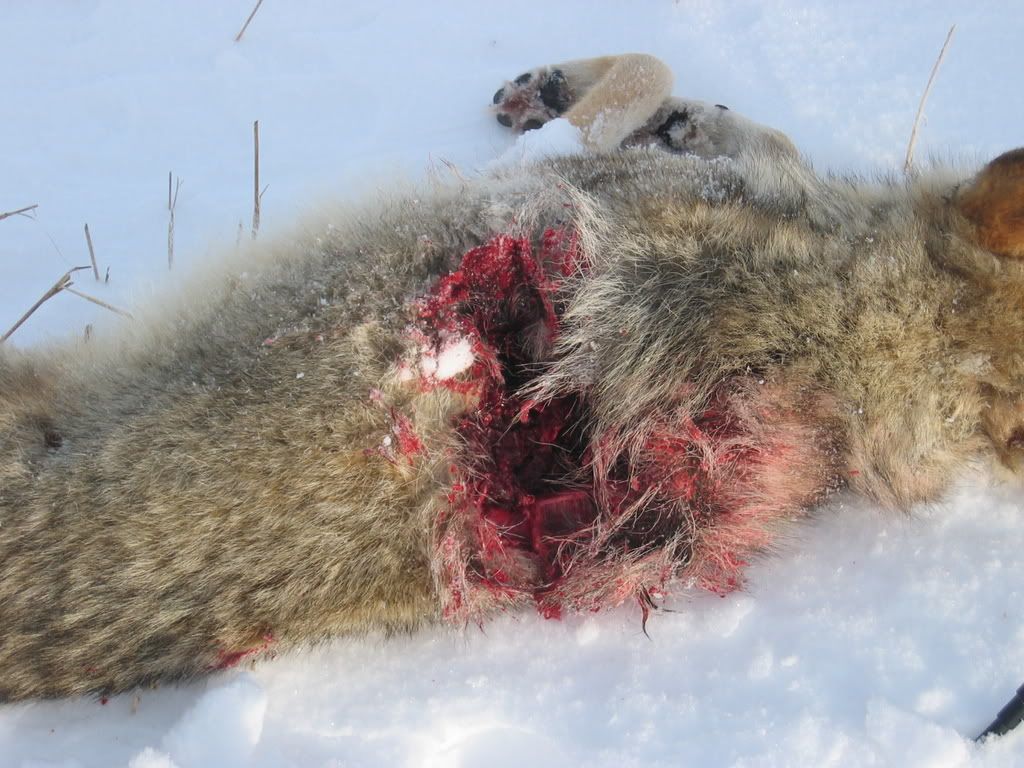dec11yote004.jpg