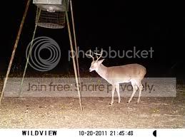 Whitetail4.jpg