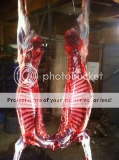 DeerBuckhalves2010.jpg