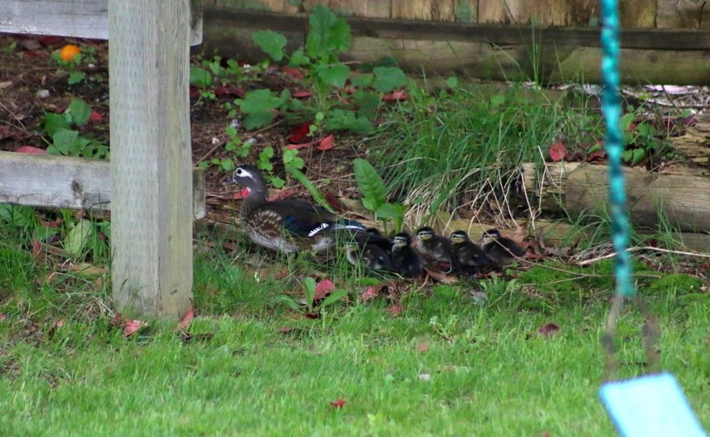 image_zps5sovkfz1.jpeg~original