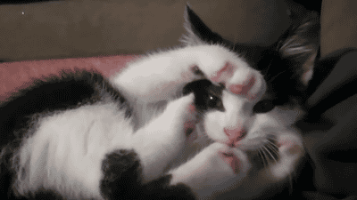 bEJNL1n.gif