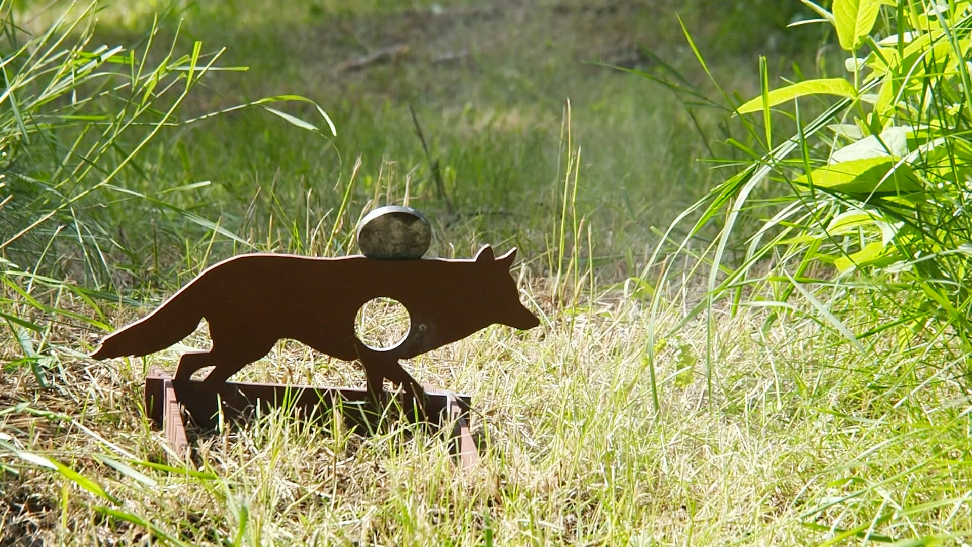coyote_c.jpg
