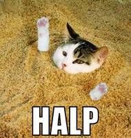 halp_cat.jpg