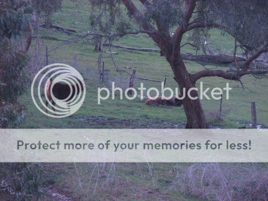 IMG_3903deadandalive.jpg~original