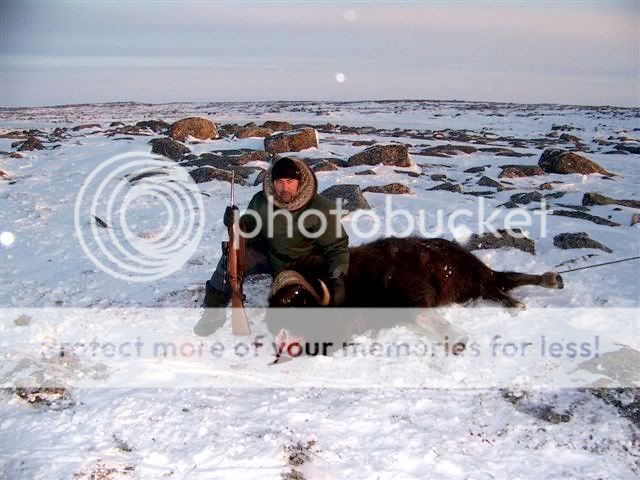 muskoxhunt9.jpg
