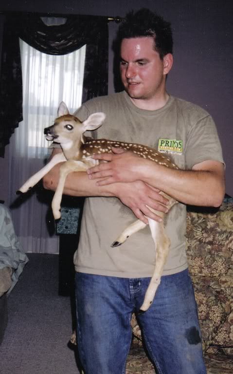 fawn_2.jpg