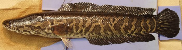 Northern_snakehead.jpg