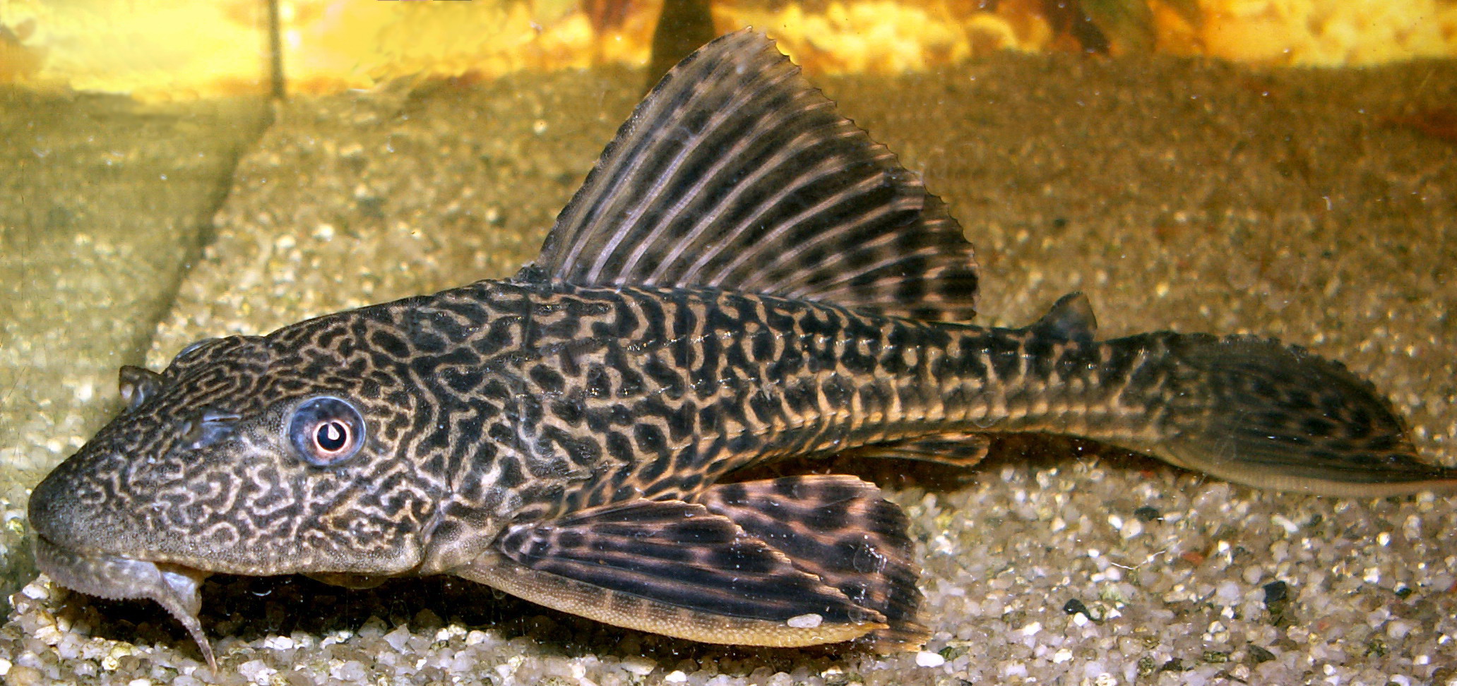 Liposarcus_multiradiatus_01_ssj_20050321.jpg