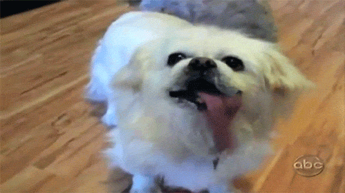 tumblr_m7bfmbUjYR1qg39ewo1_500.gif