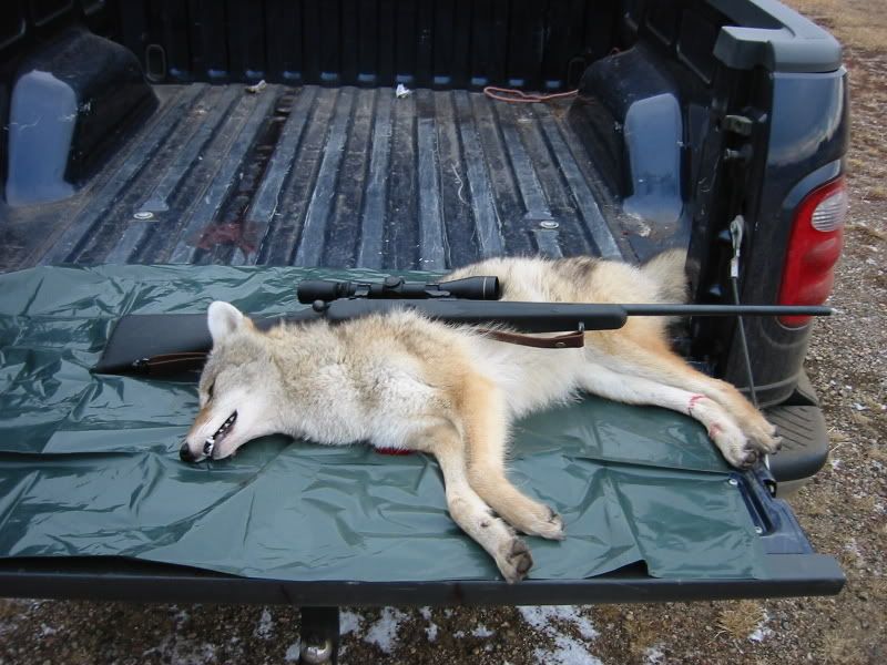 Yote.jpg
