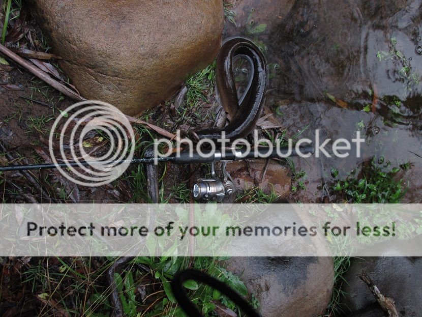 IMG_1013eel.jpg~original