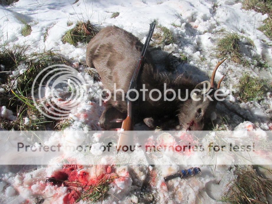 IMG_3670leverstag.jpg~original