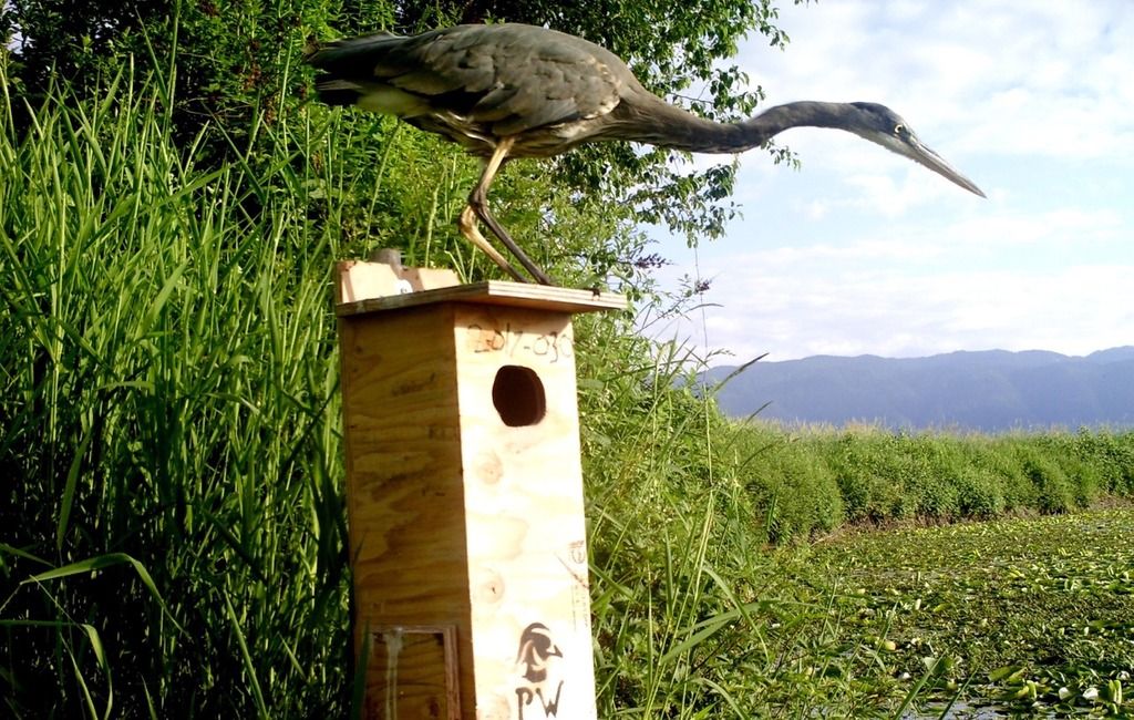 image_zpstmeyo0sk.jpeg~original