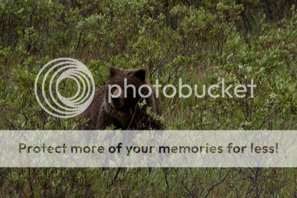g%20bear2_zpsxmhueqof.jpg