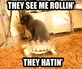 tumblr_lx03gixr6D1qjaofoo1_400.gif