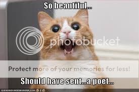 sobeautifulshouldhavesentapoet.jpg