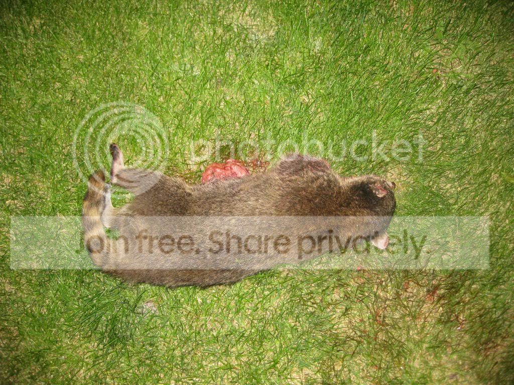 raccoon001.jpg