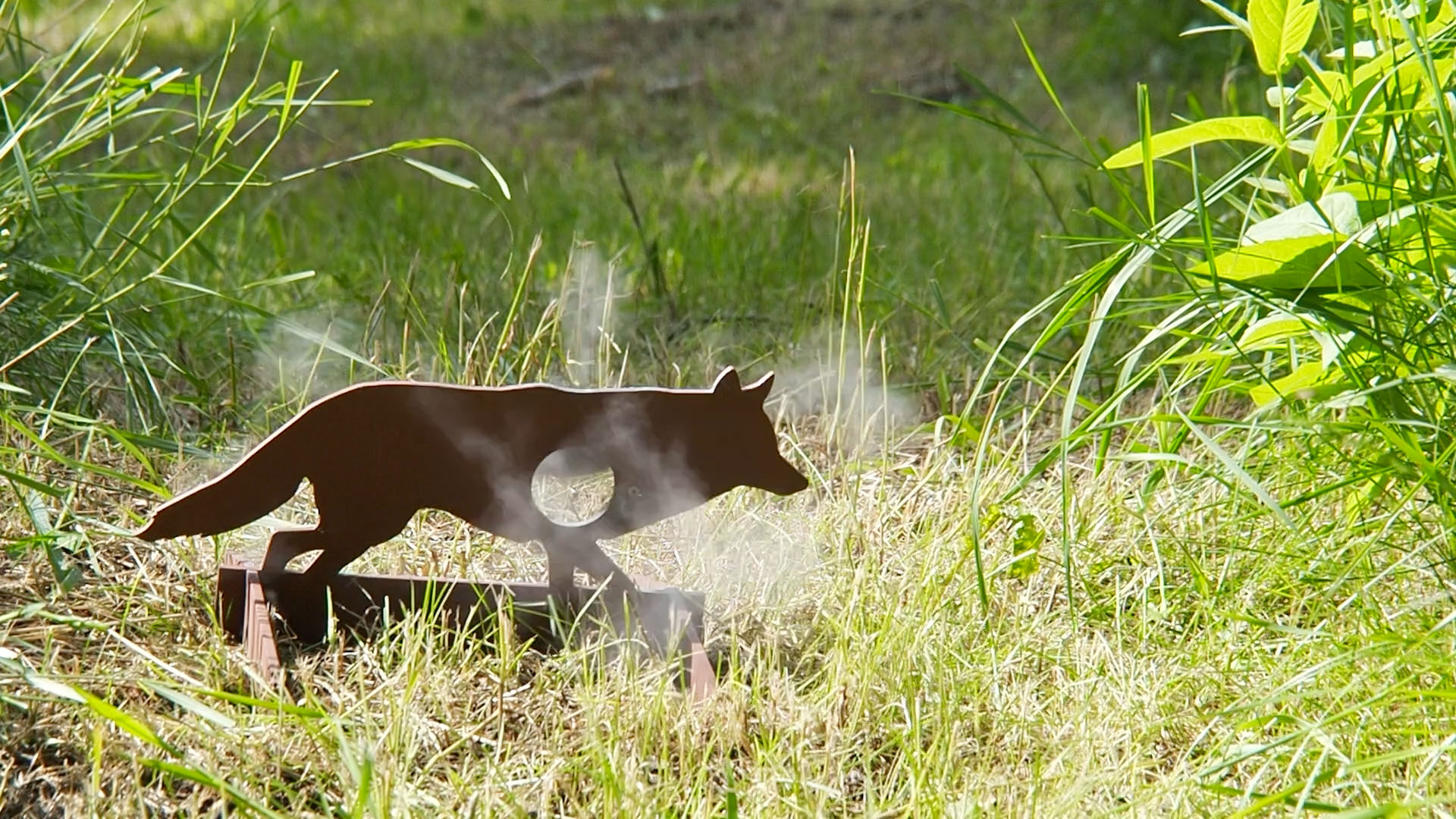 coyote_b.jpg