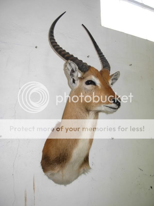 Lechwe2.jpg