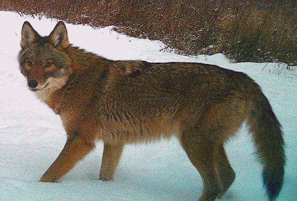 Coyote_Dec_2021_lowres.jpg