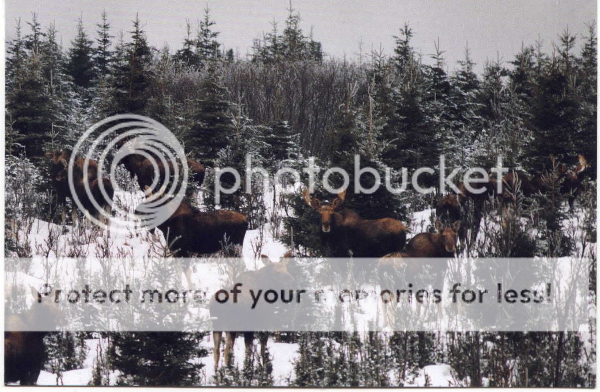 MOOSEINTHEWOODS.jpg