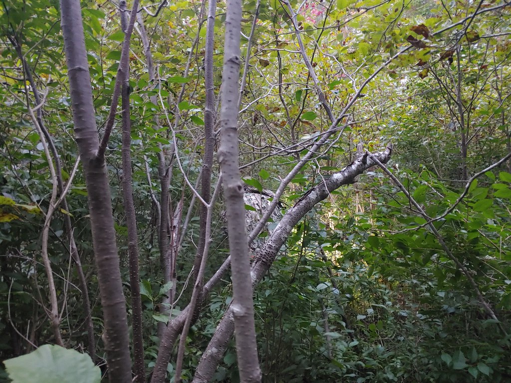 54786849999_a2d05dbc56_b.jpg