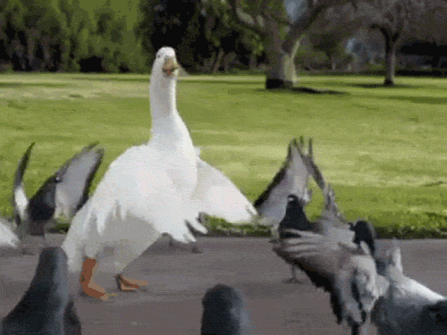 tumblr_llmzkdzGts1qafrh6_zpsc54ca0b7.gif