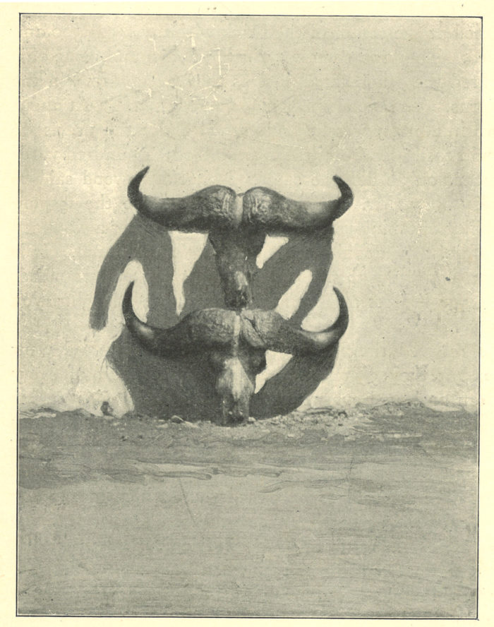 cape-buffalo-model-8-e1661356556244.jpg