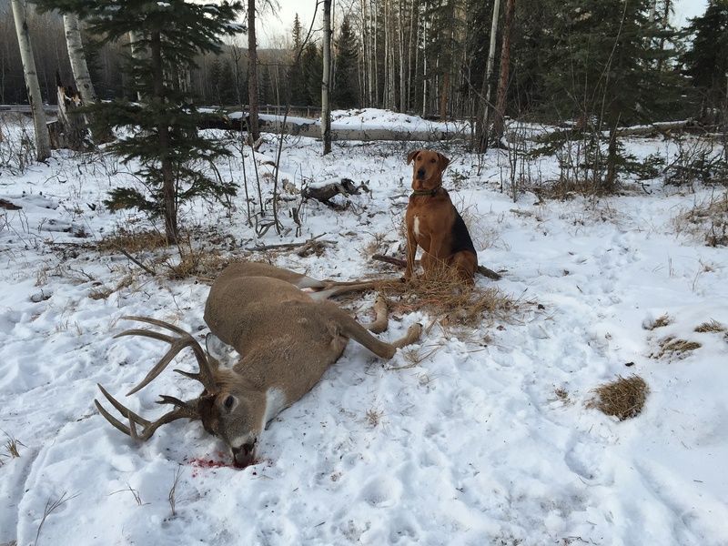 Ruby%20and%20whitetail_zpsmfk5cw7y.jpg