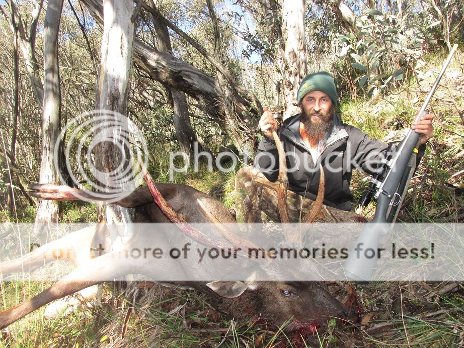 IMG_3351GATTA16.27inchstag.jpg~original