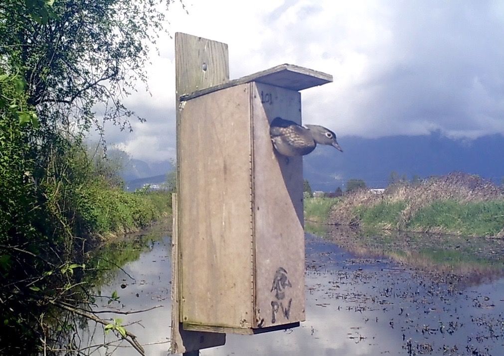 image_zpschyzfapb.jpeg~original