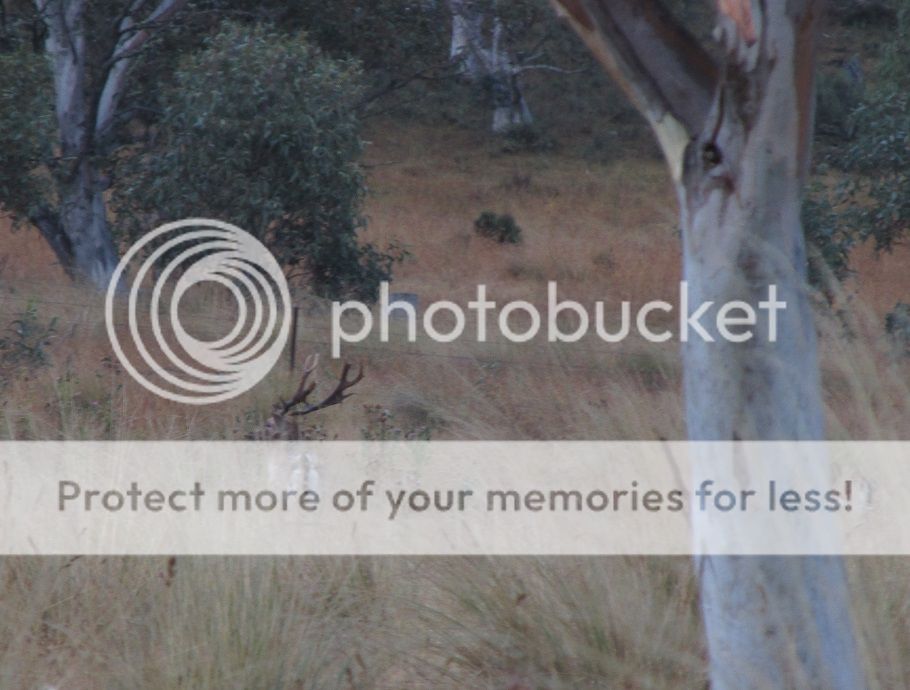 IMG_2212clefty%20buck.jpg~original