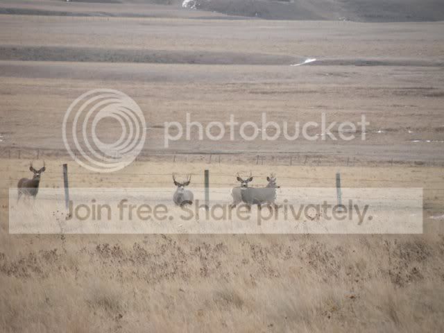 bucks.jpg