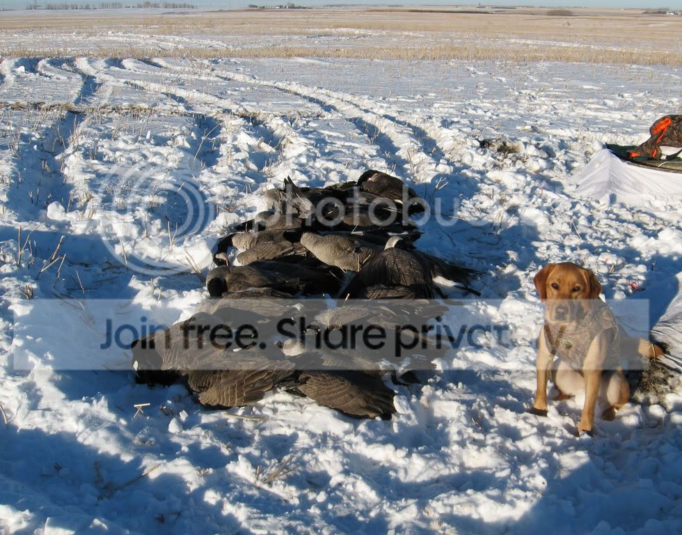 dec2010_goose_hunt0008.jpg