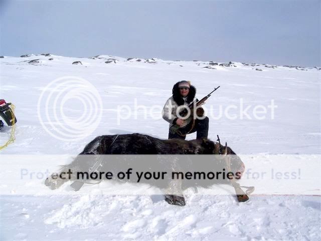 muskoxhunt6.jpg