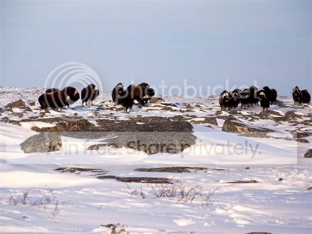 1-muskoxhunt8.jpg