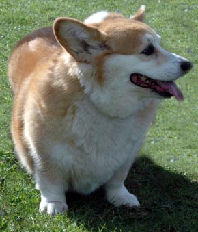 pembroke_welsh_corgi.jpg