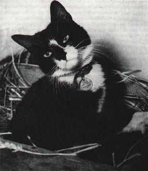 Able_Seacat_Simon_%28fair_use%29.jpg