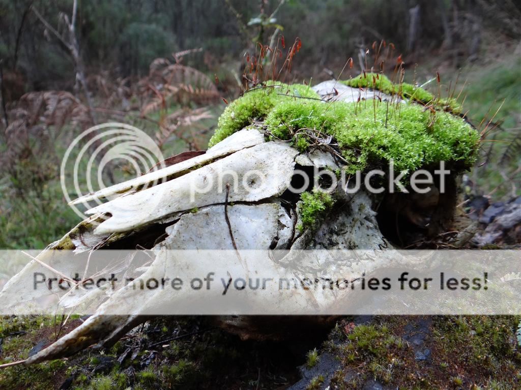 AushuntGatta2014skullmoss.jpg~original