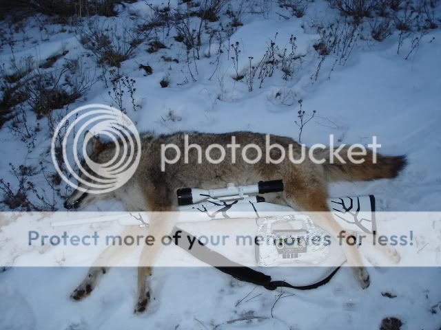 savageantlers027.jpg