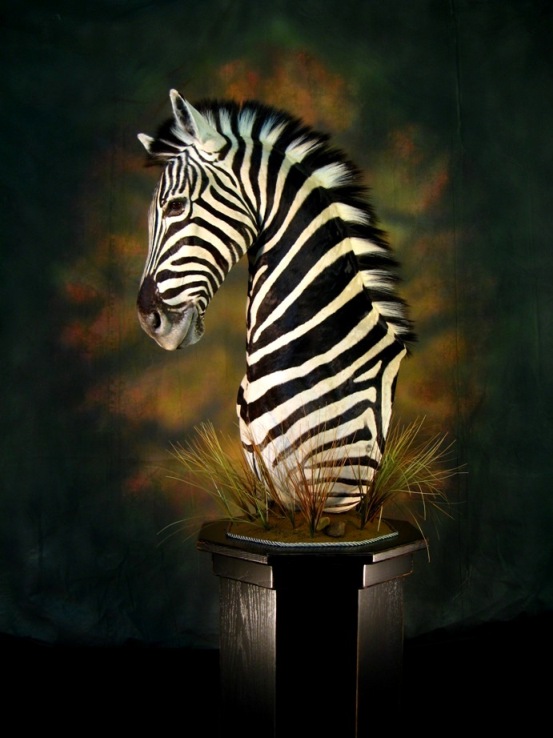 zebrapedistal02-jpg.47813