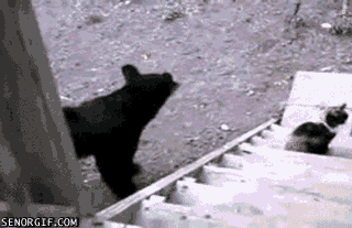 14pGd.gif