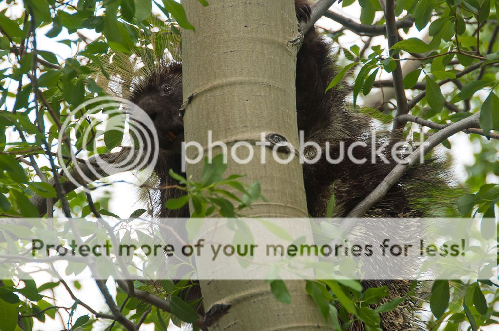 porcupine%201_zpsswj3pcgl.jpg