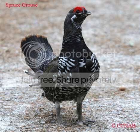 spruce-grouse-10.jpg