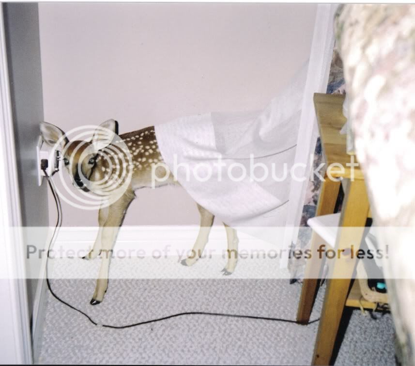 fawn_1.jpg