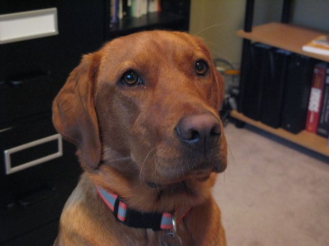 Rosie2.jpg