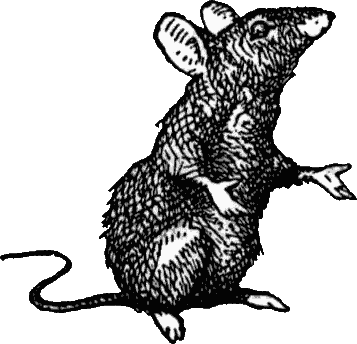 bw_rat_sitting_up_with_hands_outstr.gif