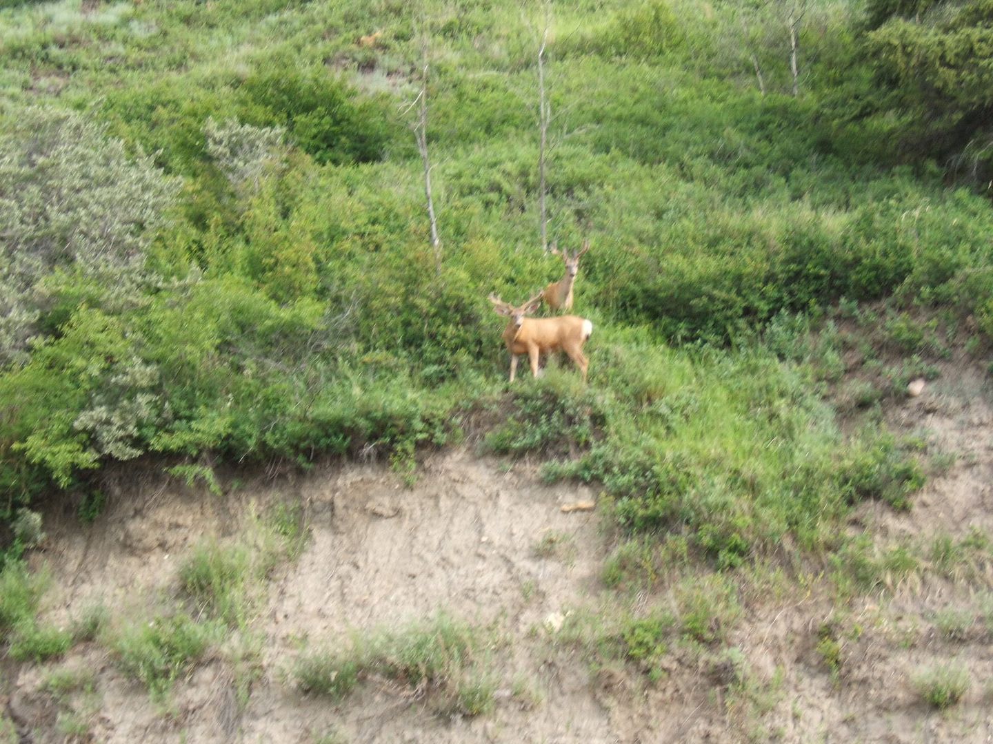 2005muley1.jpg