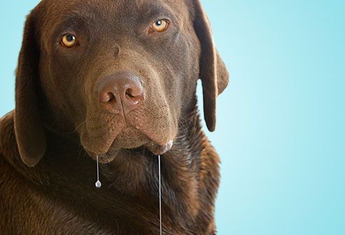 39954-dogdrool.jpg